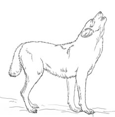 Jak narysować wilka 8