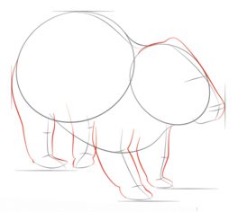Jak narysować wombata 4