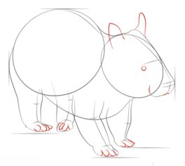 Jak narysować wombata 5