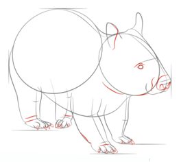 Jak narysować wombata 6