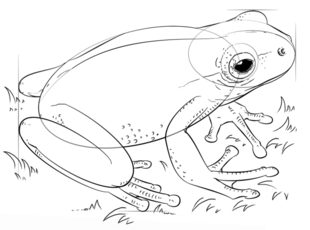 Jak narysować żabę 8