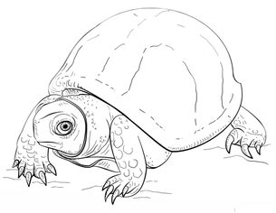 Jak narysować żółwia 9