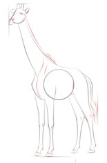 Jak narysować żyrafę 7