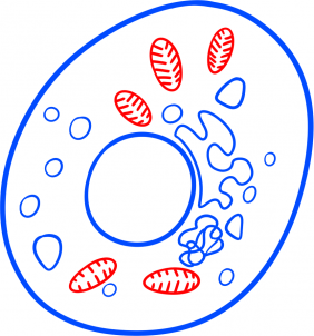 Jak narysować bakterię 6