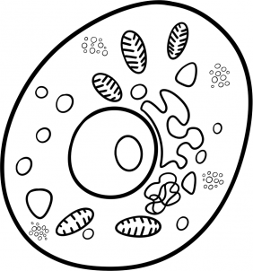 Jak narysować bakterię 9