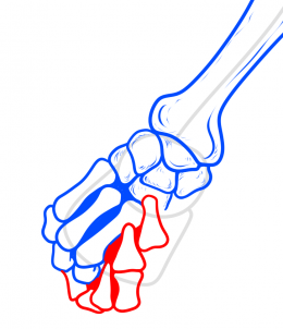 Jak narysować Dłonie - szkielet (wersja 2)  4