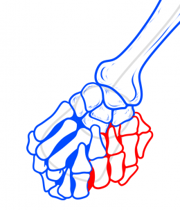 Jak narysować Dłonie - szkielet (wersja 2)  5