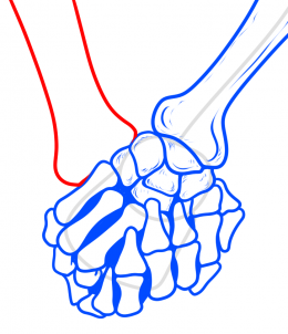 Jak narysować Dłonie - szkielet (wersja 2)  6