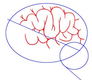 Jak narysować mózg 2