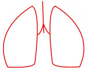 Jak narysować płuca 1