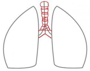 Jak narysować płuca 2