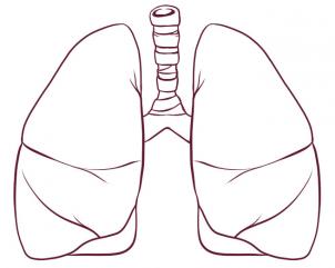 Jak narysować płuca 4